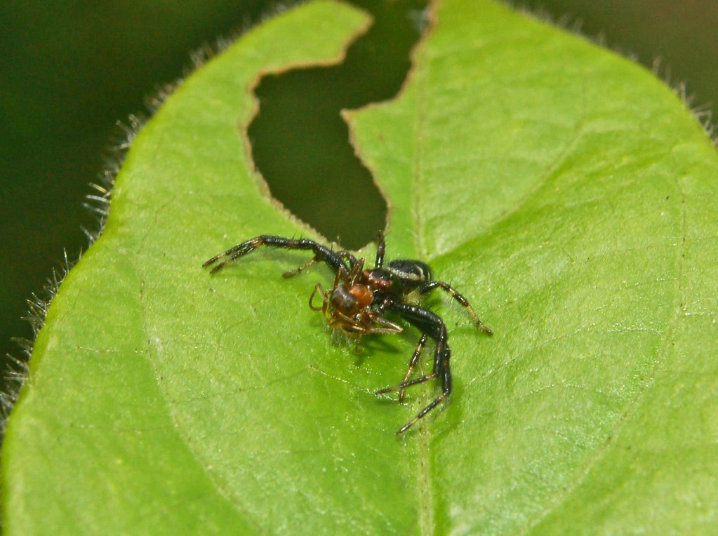 Synaema globosum